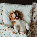 해피독(happy dog) 이미지