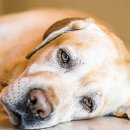 좋은 친구들 동물병원 이미지