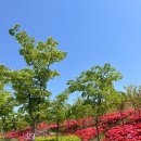 영산홍 | 하남 데이트 추천 미사한강공원 영산홍 명소 개화현황 주말 방문 후기