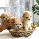 부산강아지분양 고양이분양 베스트펫 본점 이미지