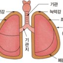 폐, 호흡기의 구조 이미지