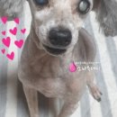 채리애견샵 이미지