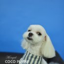 몽실 애견미용 이미지