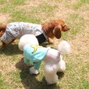 다독다독애견카페 이미지