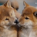 자유로동물병원