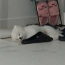 퍼피타운커피 이미지