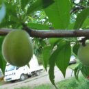 미천골산울림펜션 이미지