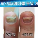 셀다이어트