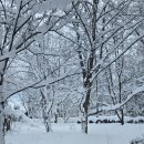 우회도로 꽃탑 옆 | [일본/해외여행] 삿포로 비에이투어 겨울 버스투어 준페이 포함 내돈내산 후기