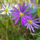 센트럴파크(주) | [공지] [이사청소입주청소시에 추가옵션 있어요.]