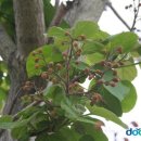 오동나무 이미지