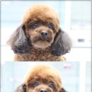 타잔동물병원 이미지