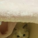 잘난돌스 이미지