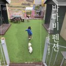 해찬솔펜션 | 안면도 애견동반 펜션 미온수풀장 바다비펜션