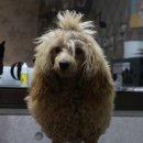 랄라펫살롱 이미지