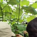 박홍진농장 이미지