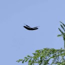 나비잠자리 이미지