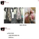 우리들애견 이미지