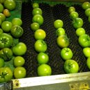 옥자농장 이미지