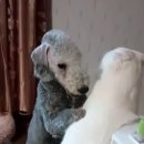 달봉이샵