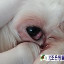 아이조은동물병원 이미지
