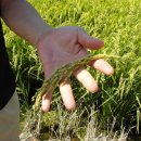 현대 농장 이미지