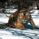 백두산 범 이미지