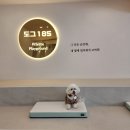 도그185 강아지미용실 | 울산 애견호텔 도그185 내돈내산 놀이방 대관 후기