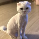 개 이쁜 애견미용샵 이미지
