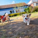 숲속댕토리애견유치원 이미지