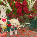 개르띠에 | 창원애견미용, 아가비숑 귀툭튀컷 장인!'개르띠에'에서 베넷미용 &amp; 천연아로마스파케어