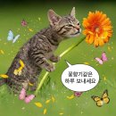 @반포 꽃집 ' 나무수플라워앤가든 ' 서초 강남 당일 꽃배달 가능한 곳♥ 미니꽃다발 리뷰