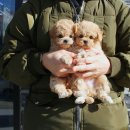 설렘 - 파주시 헤이리마을길 23 | 설렘