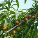 신비농장 이미지