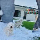 에브리댕댕 이미지