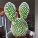 Ep 2 - When a rabbit is a cactus 이미지