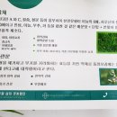 파주유황삼채 이미지