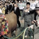 정주영농장 이미지