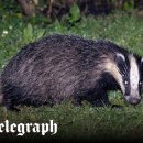 Beauty in Dog's 이미지