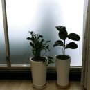 내손안마원 이미지