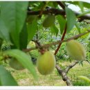 김태순농장 이미지