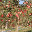 아침농원 이미지