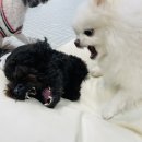 체크인독 애견유치원 이미지