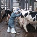 경기도동물위생시험소 | 경기도북부동물위생시험소, 지역 공수의와 ‘인수공통전염병’ 젖소 결핵 공동검진