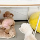 휴멍애견유치원 이미지