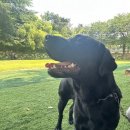 드린겐 애견테마파크 | 시흥반려견 훈련, 놀이터, 호텔, 카페는 드린겐애견테마파크로 가세요.