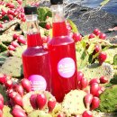 김윤식농장 | 양주천년초재배농장 김윤식 천년초농장