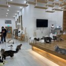 캣플 동탄점 이미지