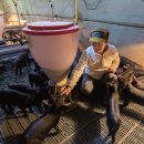 토종돼지농장 이미지