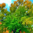 운곡 | 포항 경주 가을 단풍 명소 [운곡서원] 후기 주차정보